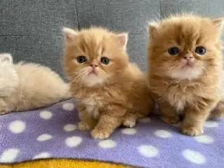 Persa Lindas Cores e Suporte pós venda 