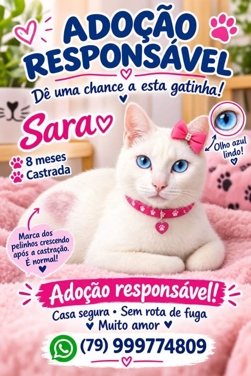 GATAS LINDAS E CASTRADAS