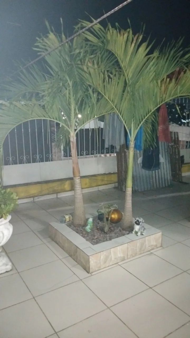 Mini palmeiras - Foto 3