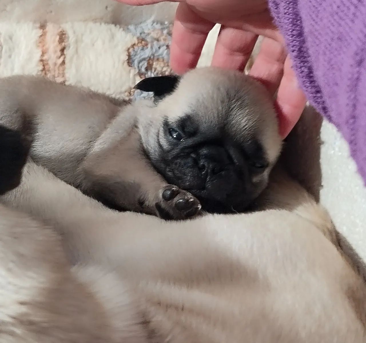 Pug macho 
