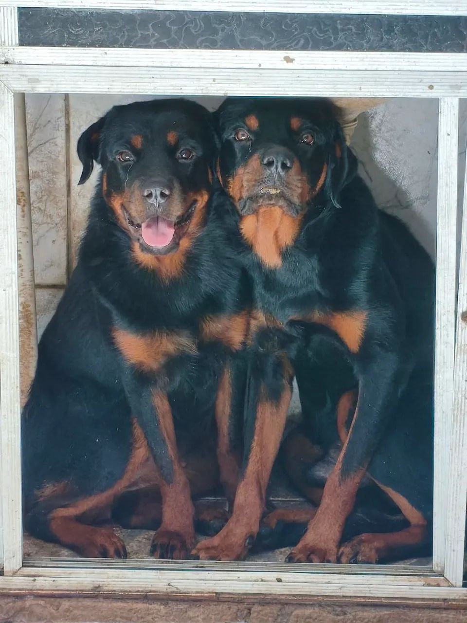 Casal de rotweiller puros (valor da venda casal) - Foto 6
