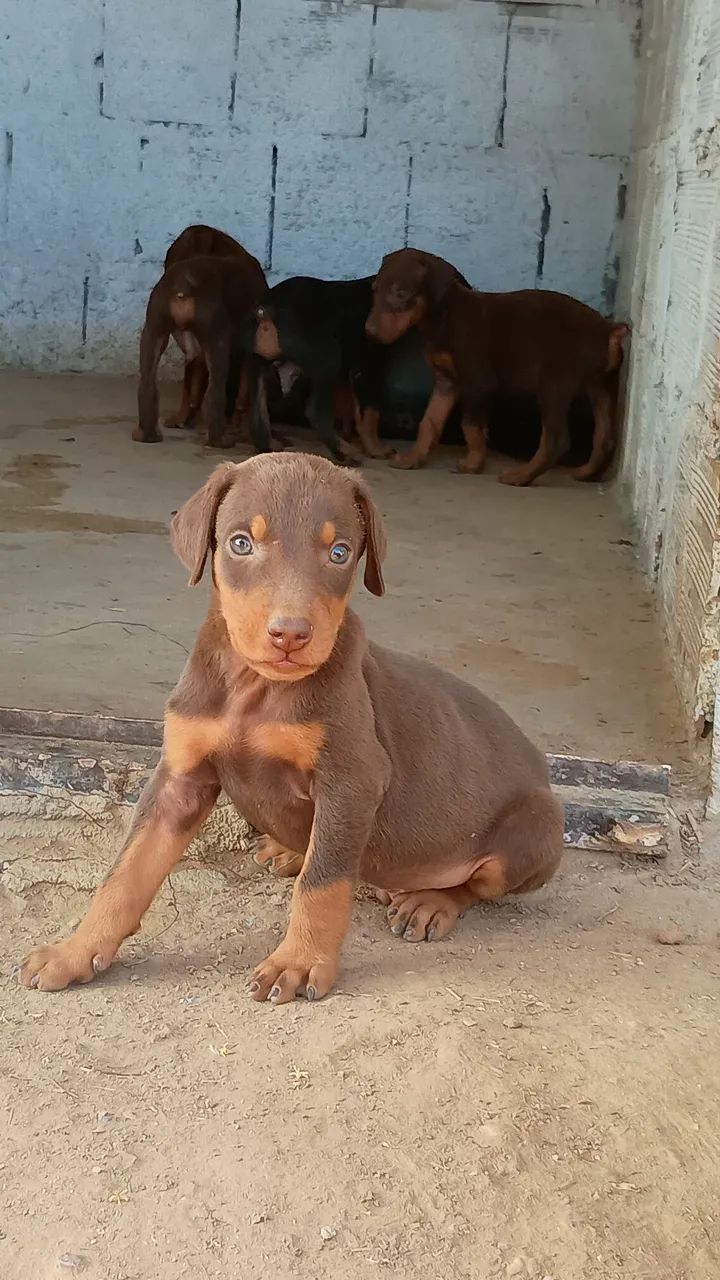Filhotes de dobermann com pedigree  - Foto 2