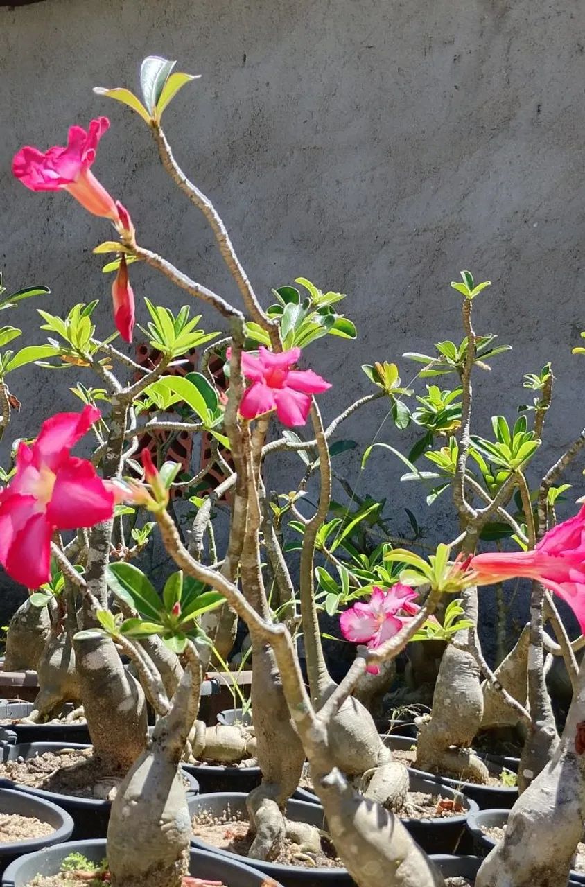 ROSA DO DESERTO  - Foto 2