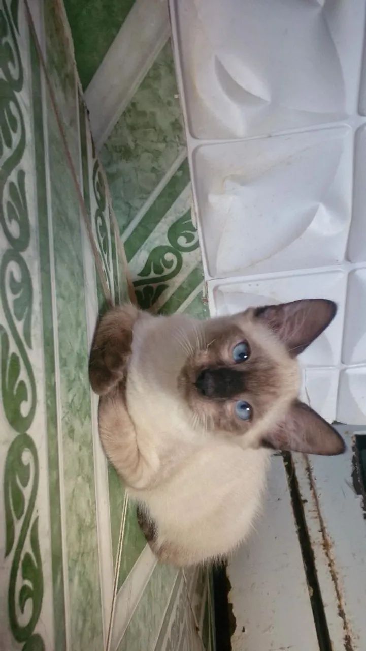 Doação de Gatos