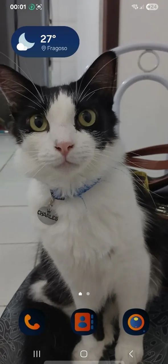Doa-se gato - Foto 5