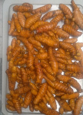 Cúrcuma ( açafrão da terra ) - Foto 4
