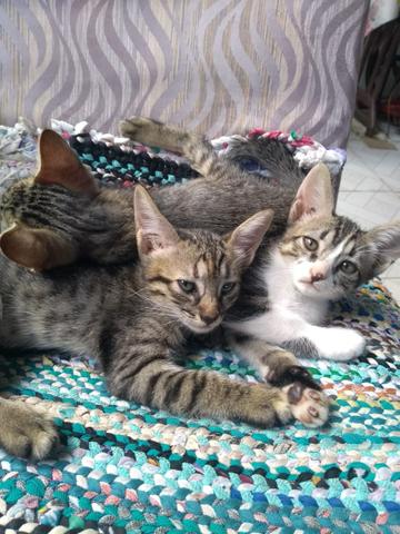 Filhotes de gato