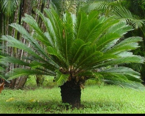 Vendo mudas de palmeira cica