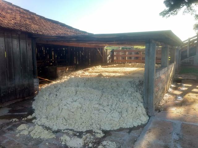 Trato para confinamento - Massa de Soja - Foto 3