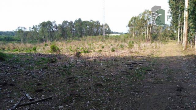 Chácara no campo largo da roseira, são josé dos pinhais - ar0020. - Foto 8