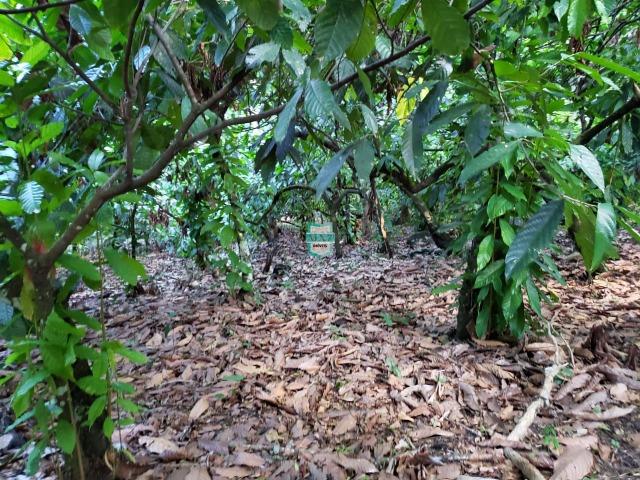 Itajuípe. Fazenda Zona Rural - Foto 12