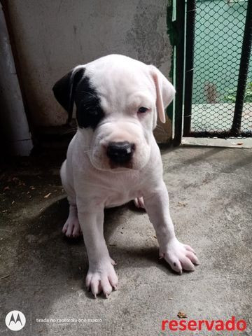 Apbt Moderno, Leiam a descrição