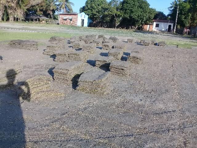 GRAMA ESMERALDA EM PLACAS - Foto 2