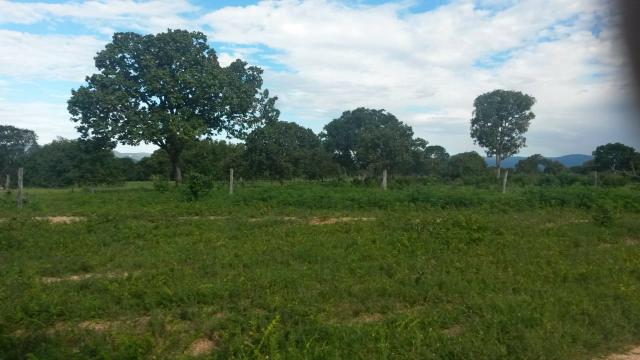 Fazenda de 300 alqueires em cavalcante go - Foto 3