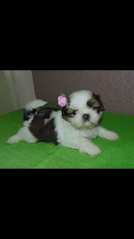 Shihtzu porte pequeno - Foto 2