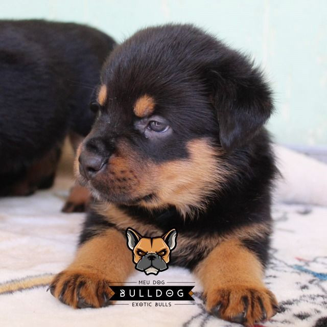 Rottweiler femea filhote
