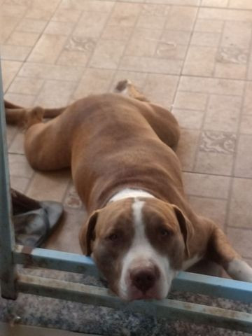 Alguma namorada pro Thor aí ??? Pitbull Red house puro - Foto 3
