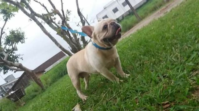 Bulldog Francês (Procura namorada para cobertura) - Foto 2