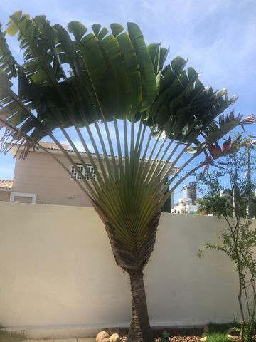 Muda de Palmeira Ravenala - Foto 2