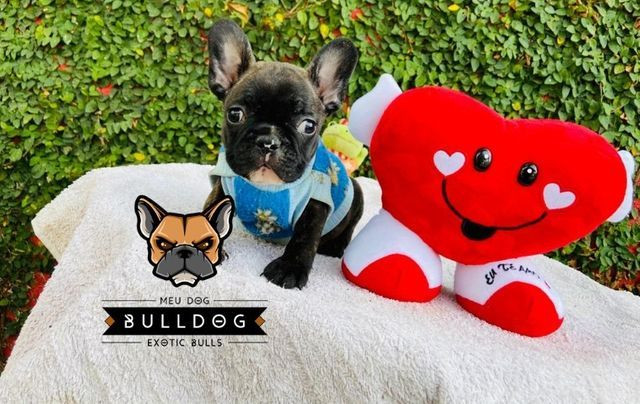 Bulldog frances femea - Foto 3