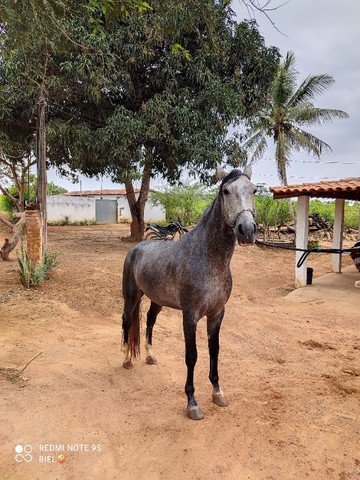 Cavalo manga larga Machador 