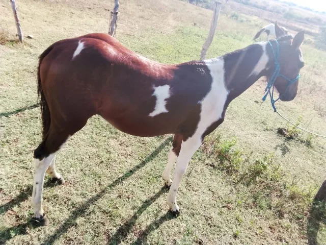 Vendo cavalo Painthorse PO Registrado (sólido com frente aberta) - Cavalos  e acessórios - Praia do Canto, Vitória 1256500999