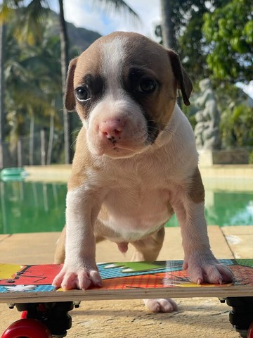 Filhotes de American bully disponível @canilcanaa