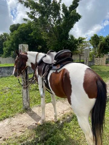 Cavalo pampa de castanho