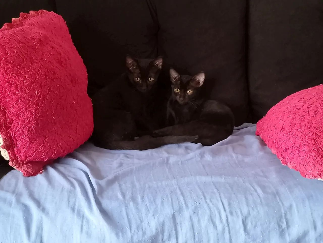 Gatinhas fêmeas para adoçao - Foto 4