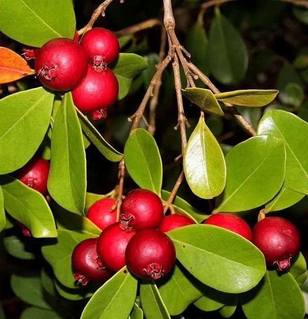 Vendo Mudas de Araçá Vermelho - Guarulhos 