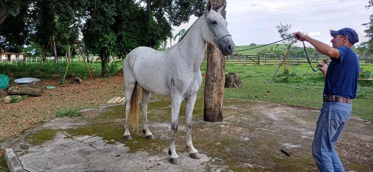 Capri Capim Real, Matriz, MM, registro definitivo, pronto para reprodução. - Foto 6