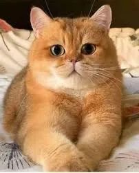 British Longhair filhotes na cor laranja