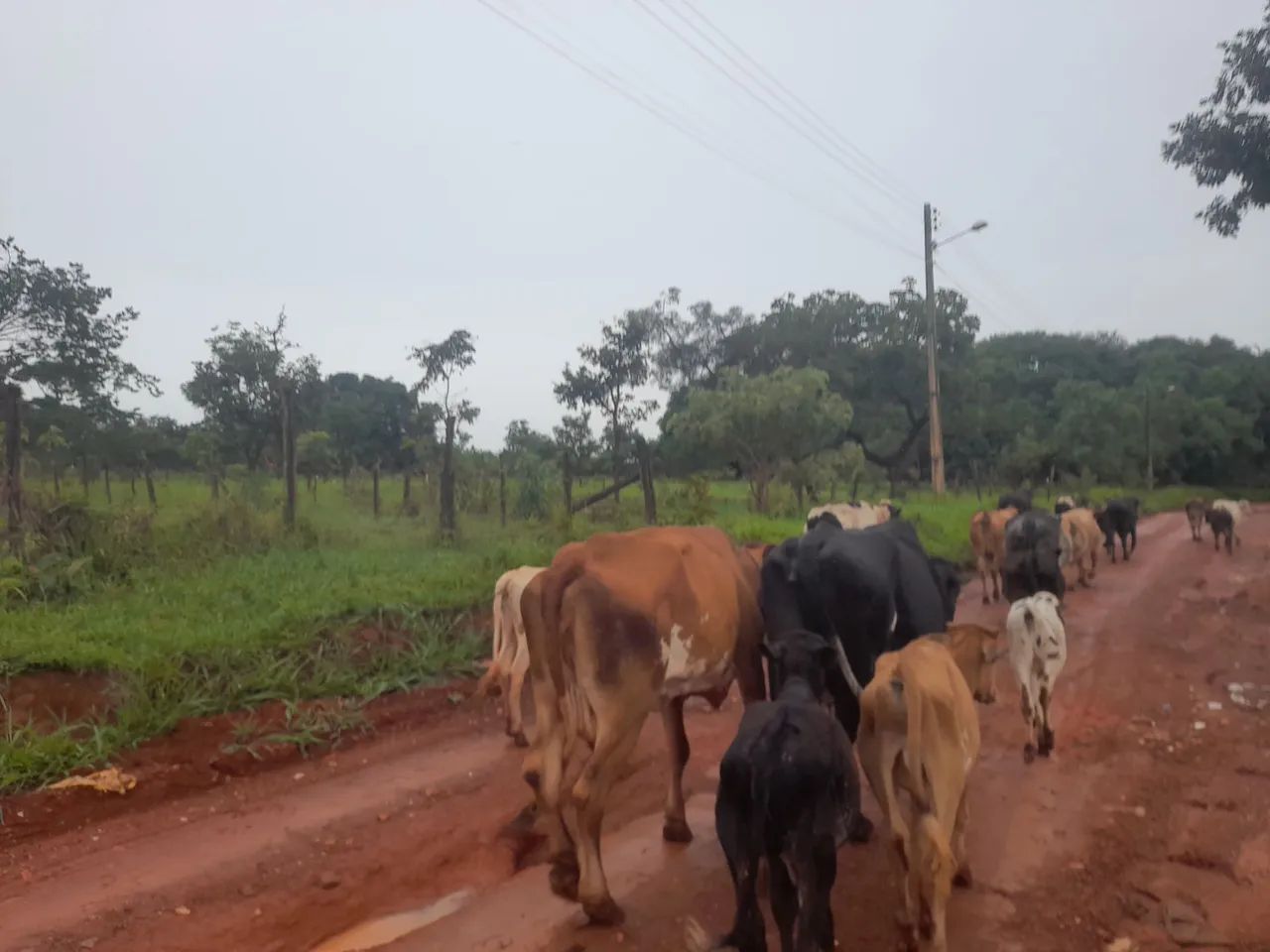  vende-se duas vacas formação Chama no WhatsApp - Foto 6