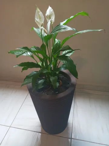 vaso decoraçao - Foto 4