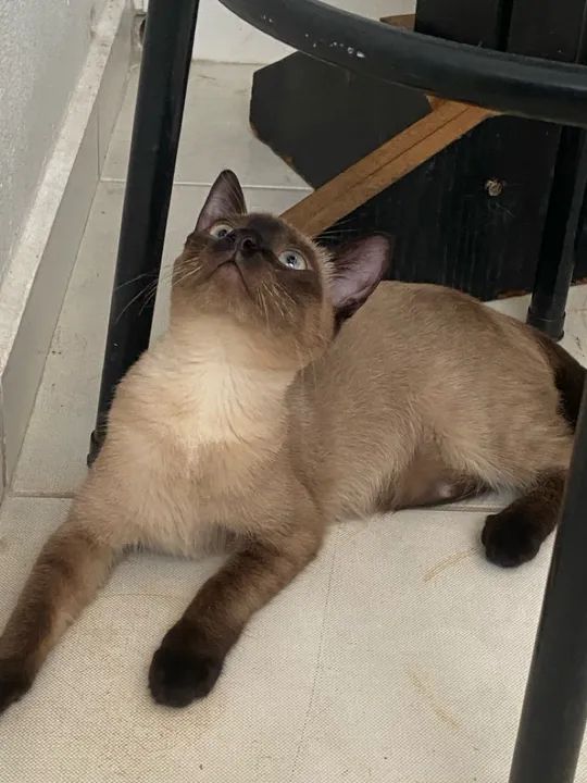 Gata siameses  - Foto 2