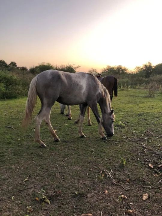 Egua tordilha, mais potra de pelagem pampa  - Foto 5