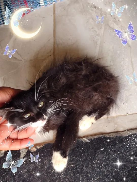 Vendo lindos filhotes de Maine coon  - Foto 5