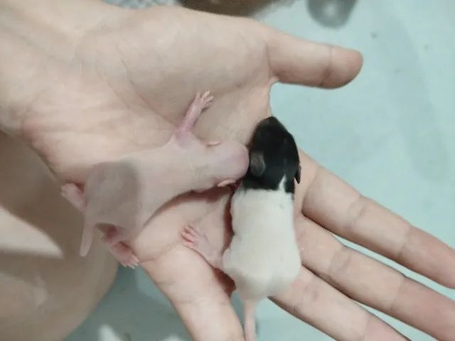 Rato Twister  - Foto 2