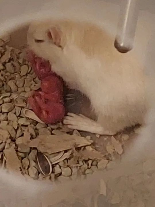 Filhotes de gerbil  - Foto 2
