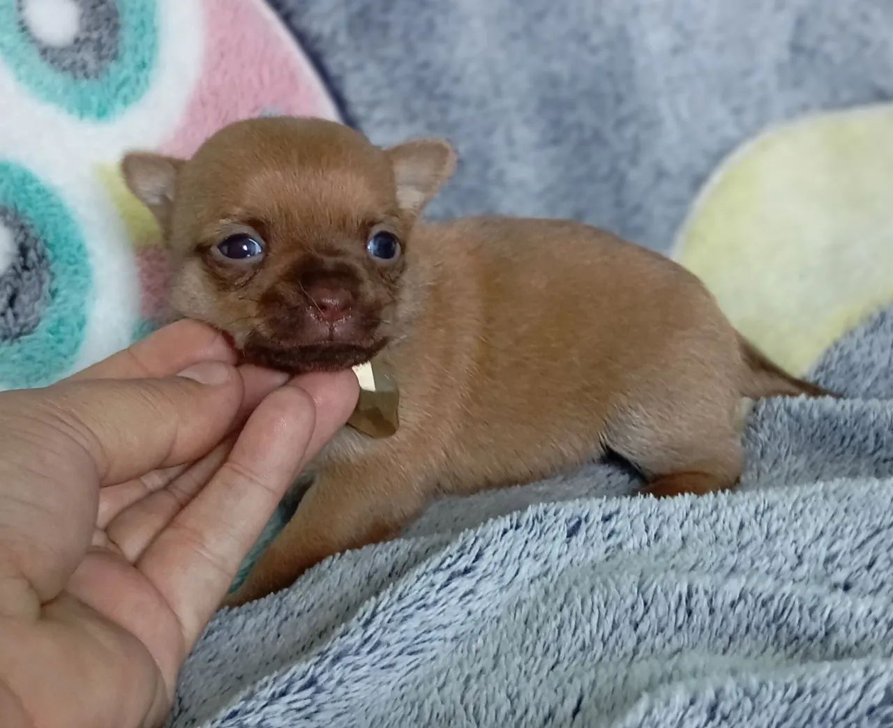 Micros chiuauas, machinho 1.900 