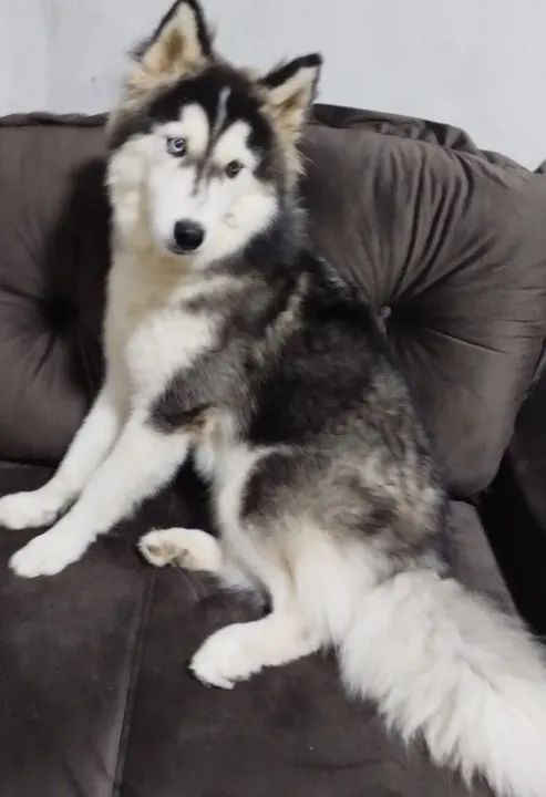 Filhote Husky Siberiano wooly  - Foto 6
