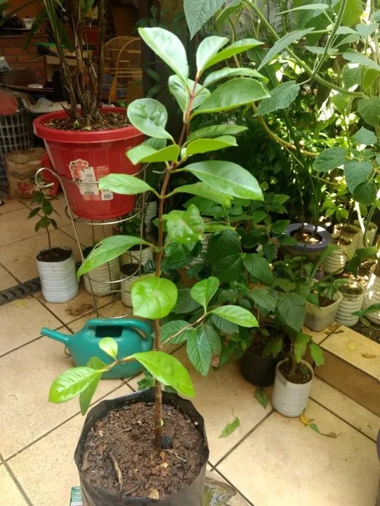 Vendo Mudas de Araçá Vermelho - Guarulhos  - Foto 3