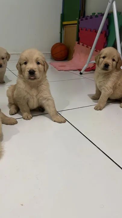 Filhotes Golden Retriever com pedigree