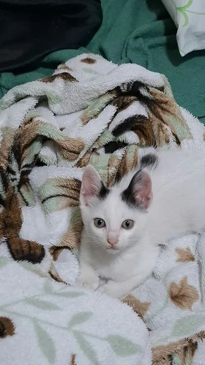 Gatinha branco e preto disponível para adoção 49 dias de vida - Foto 3
