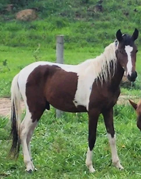 Potro mangalarga  - Foto 4