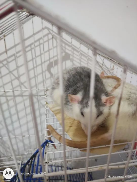 Dois ratos towiter para adoção - Foto 2