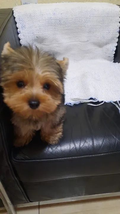 Vendo Filhote de Yorkshire  - Foto 3