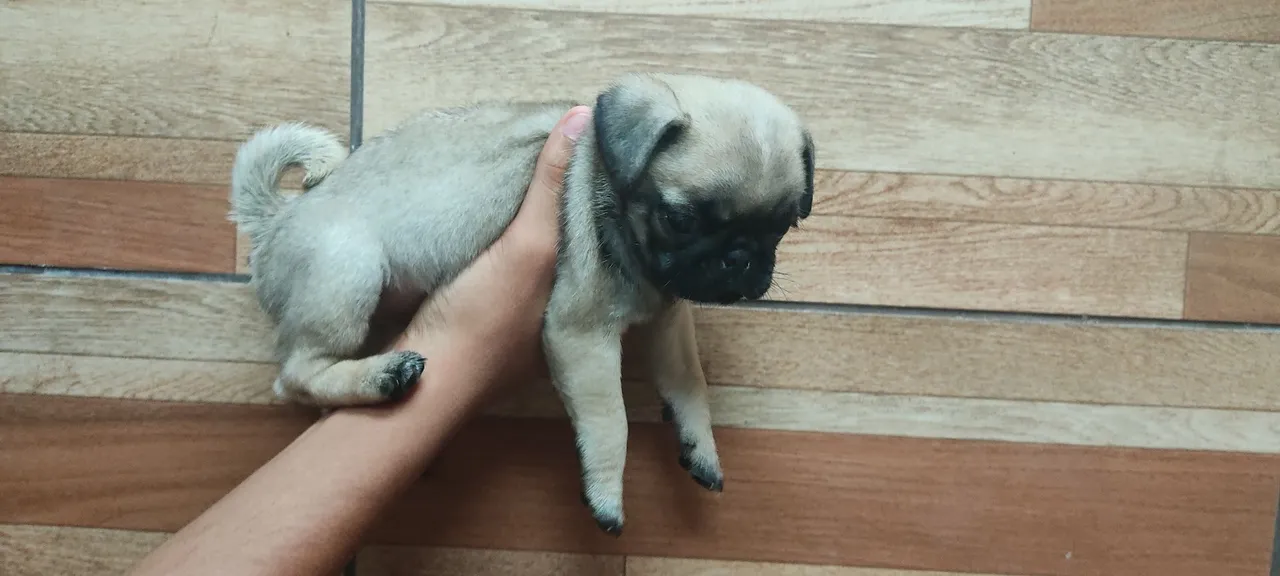 Filhote de Pug fêmea com 43 dias.