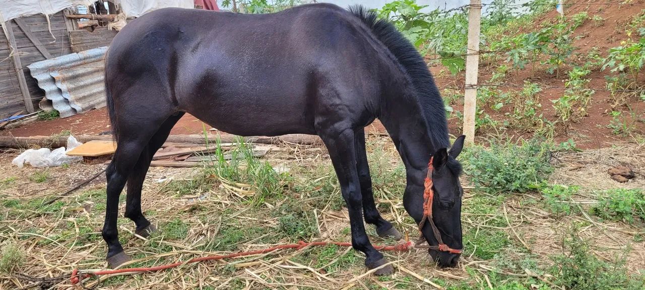 Égua Mangalarga Marchador  - Foto 2