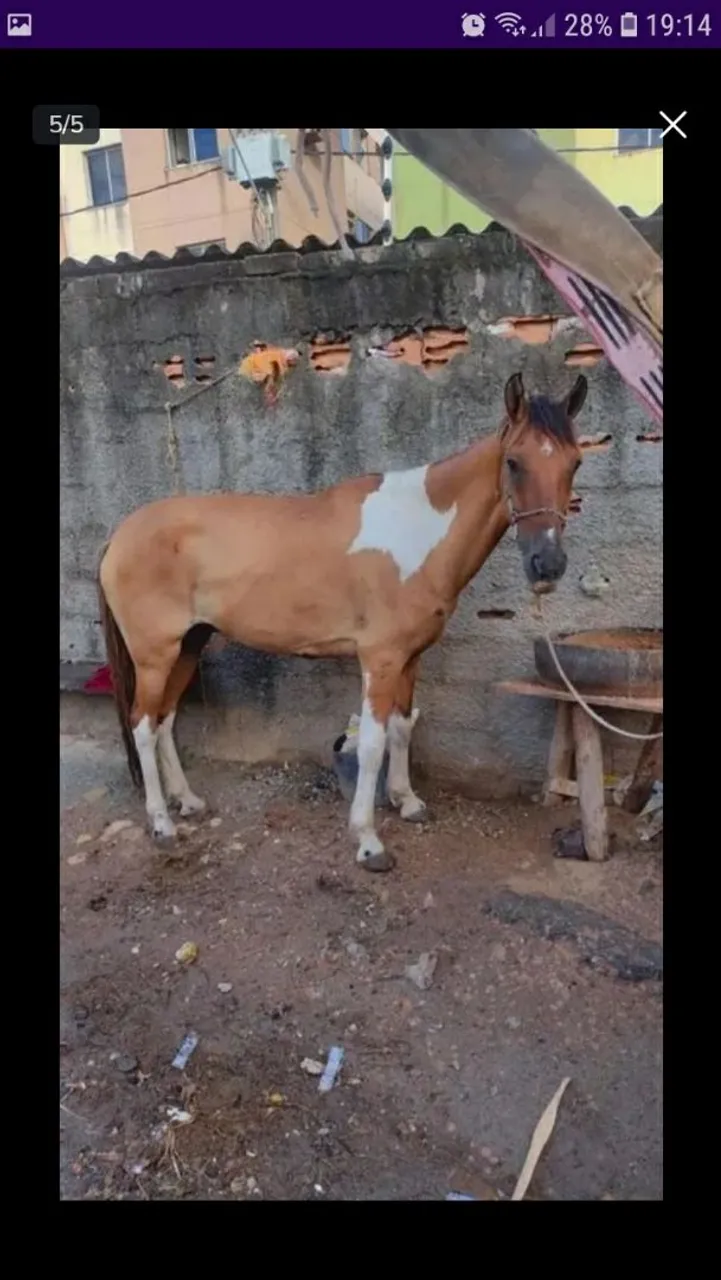 Cavalo para venda